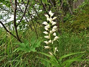 50 Cephalantera longifolia (Cefalantera maggiore)